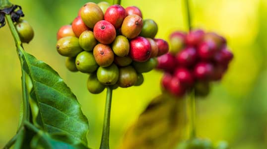 Coffee Crop Quality Control