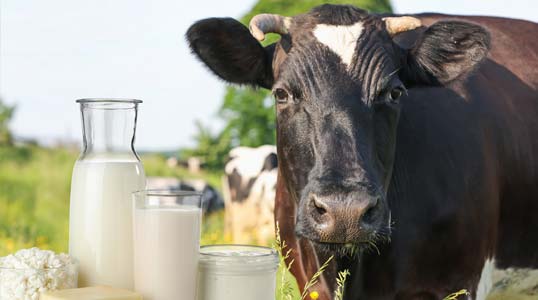 Dairy and Produce Marketing